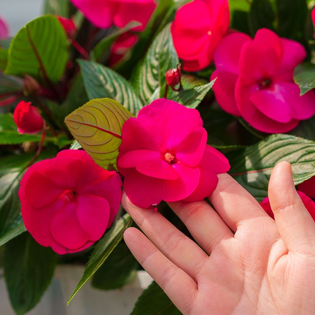 New Guinea Impatiens – Super Sonic Pink – 10″ Hanging Basket
